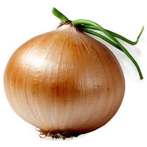 Onion with Roots PNG cjt PNG image with transparent background