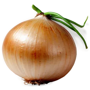 Onion With Roots Png Cjt PNG Image