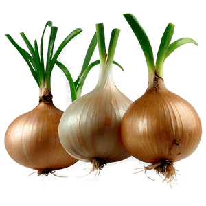 Onion with Roots PNG usi PNG image with transparent background