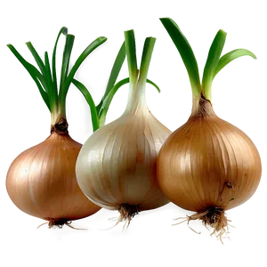 Onion With Roots Png Usi PNG Image