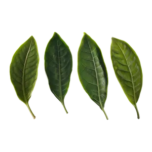 Oolong Tea Leaf Png Goh PNG Image