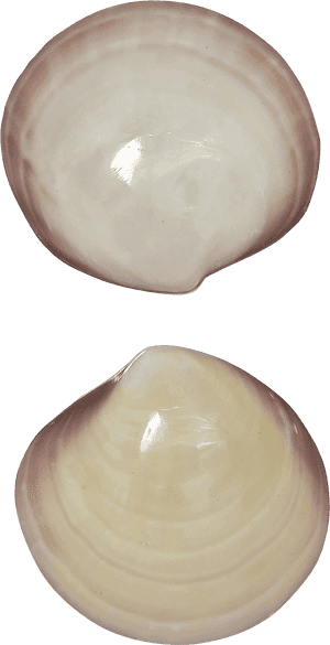 4 Tiger Clam Pair Polished Shells 3-4' - Baltic Clam, HD Png Download PNG with transparent background