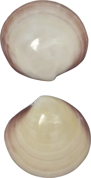 Open Clam Shell Isolated PNG Image