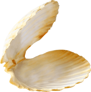 Transparent Clam Clipart - Seashell With Pearl, HD Png Download PNG image with transparent background