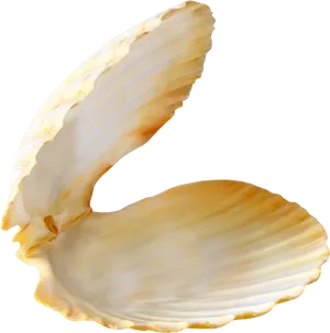 Open Clam Shell Isolated PNG Image