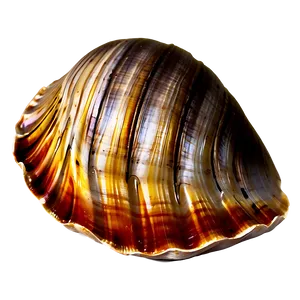 Open Clam Shell Png 2 PNG Image