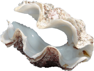 Giant Clamshell, HD Png Download PNG with transparent background