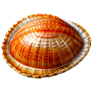 Open Clam with Pearl PNG eer PNG image with transparent background