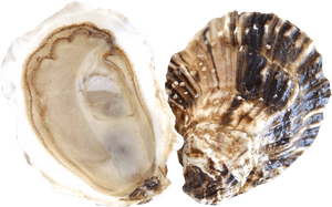 Clip Art Oysters Images - Fishers Island Oysters, HD Png Download PNG with transparent background