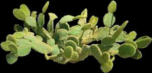 Opuntia Cactus Cluster PNG with transparent background