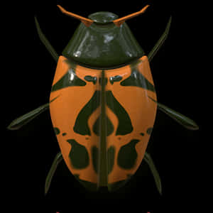Orange Black Ladybug On Dark Background PNG image with transparent background
