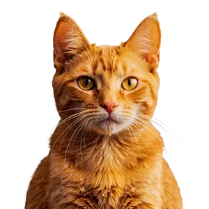 Orange Cat Filter Png Wme77 PNG Image