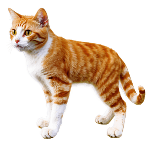 Orange Cat PNG 05232024 PNG