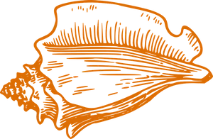 Orange Conch Outline PNG Image