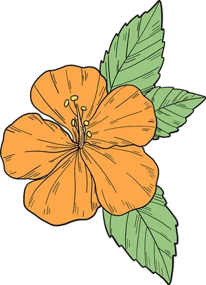 Orange Hibiscus Flower Illustration PNG Image