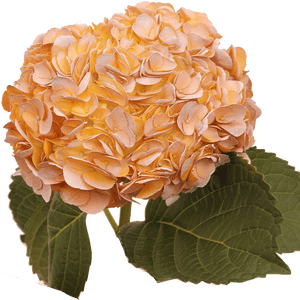 Vintage Okra Clipart Royalty Free Stock Okra Flowers - Hydrangea, HD Png Download PNG image with transparent background
