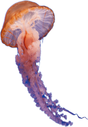 Clip Art Large Group Of Jellyfish - Real Jellyfish Transparent Background, HD Png Download PNG image with transparent background