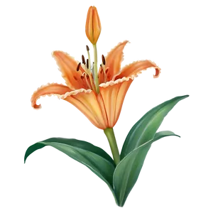 Orange Lily Elegance Png Rhp49 PNG Image