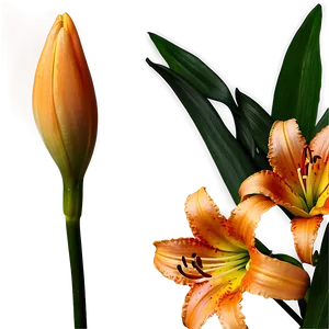 Orange Lily Flower Png Jwm PNG Image