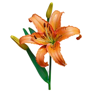 Orange Lily Flower Png Lpy PNG Image