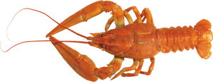 Lobster Png - American Lobster Png, Transparent Png PNG image with transparent background