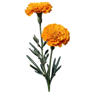 Orange Marigold PNG 21 PNG image with transparent background