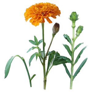 Orange Marigold PNG jya PNG image with transparent background
