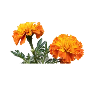 Orange Marigolds Bloom Png Udu19 PNG Image