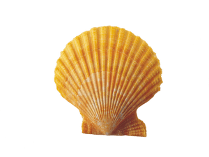Shell - Clam Shell Transparent Background, HD Png Download PNG image with transparent background
