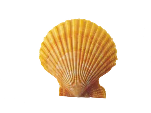 Orange Scallop Shell Isolated PNG Image