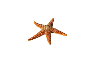 Orange Starfish Black Background PNG Image