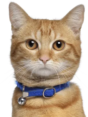 Orange Tabby Cat Blue Collar PNG Image