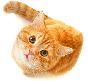 Cat From Breakfast At Tiffany's, HD Png Download PNG image with transparent background