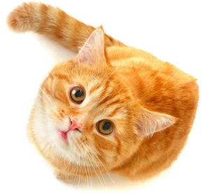 Orange Tabby Cat Cute Look PNG Image