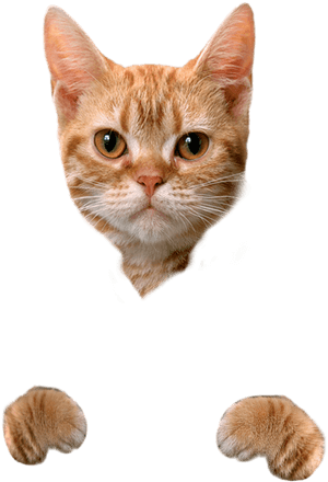 Cat Food Dog Litter Box Hamster - Cute Cat No Background, HD Png Download PNG image with transparent background
