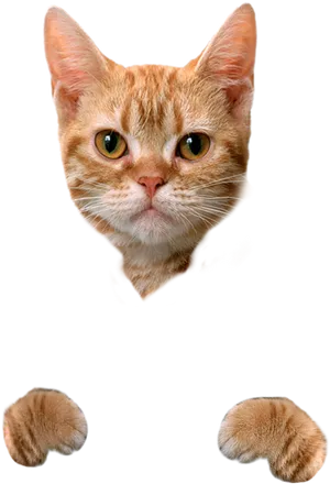 Orange Tabby Cat Head Paws PNG Image