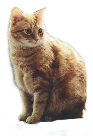 Orange Tabby Cat Sitting PNG Image