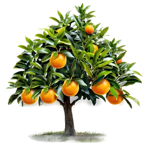 Orange Tree A PNG Image