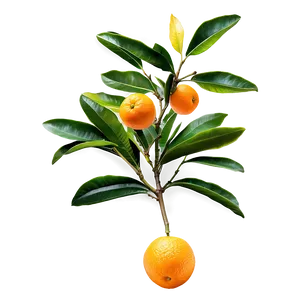 Orange Tree Branch Png Uwj PNG Image