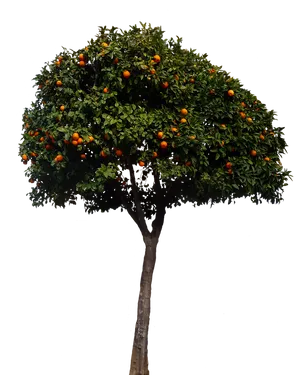 Orange Tree Fullof Fruit PNG Image