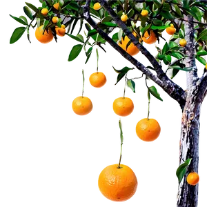 Orange Tree Orchard Png Nut PNG Image