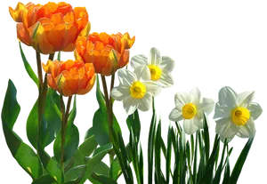 Orange_ Tulips_and_ White_ Daffodils PNG Image