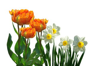 Orange_ Tulips_and_ White_ Daffodils PNG image with transparent background