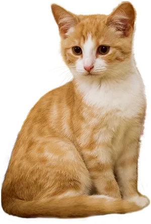 Orangeand White Kitten Portrait PNG Image