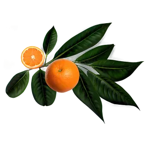 Oranges And Leaves Png 06112024 PNG Image