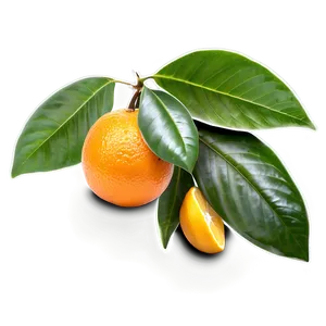 Oranges And Leaves Png Gmc38 PNG Image