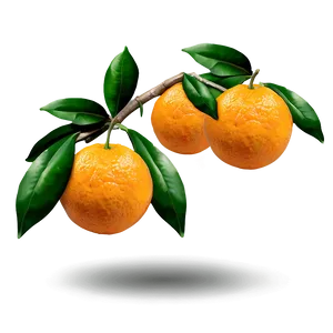 Oranges On Branch Png 10 PNG Image