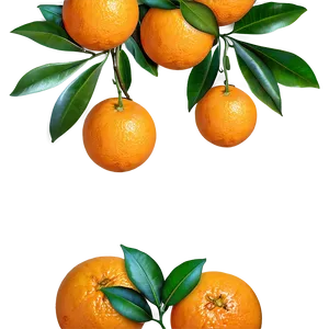 Oranges On Branch Png Ksk27 PNG Image