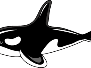 Killer Whale Clipart Png Transparent Png , Png Download - Clip Art Orca Whale, Png Download PNG image with transparent background