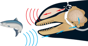 Whales Echolocation, HD Png Download PNG image with transparent background